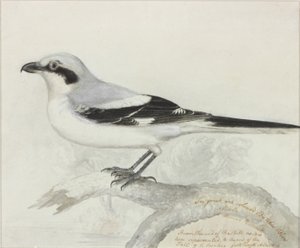 Le grand oiseau boucher cendré - Thomas Bewick